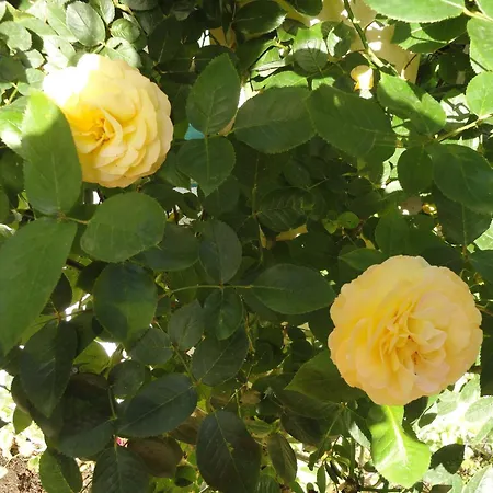 Borko بيت ضيافة 2*