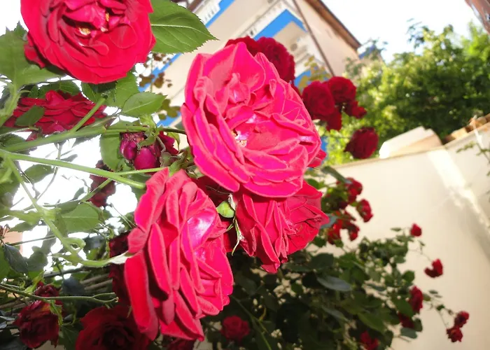 Borko بريمورسكو