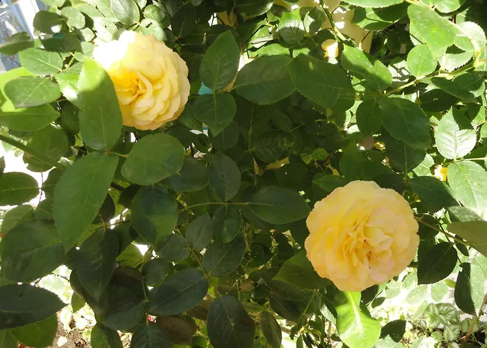 Borko بيت ضيافة 2*